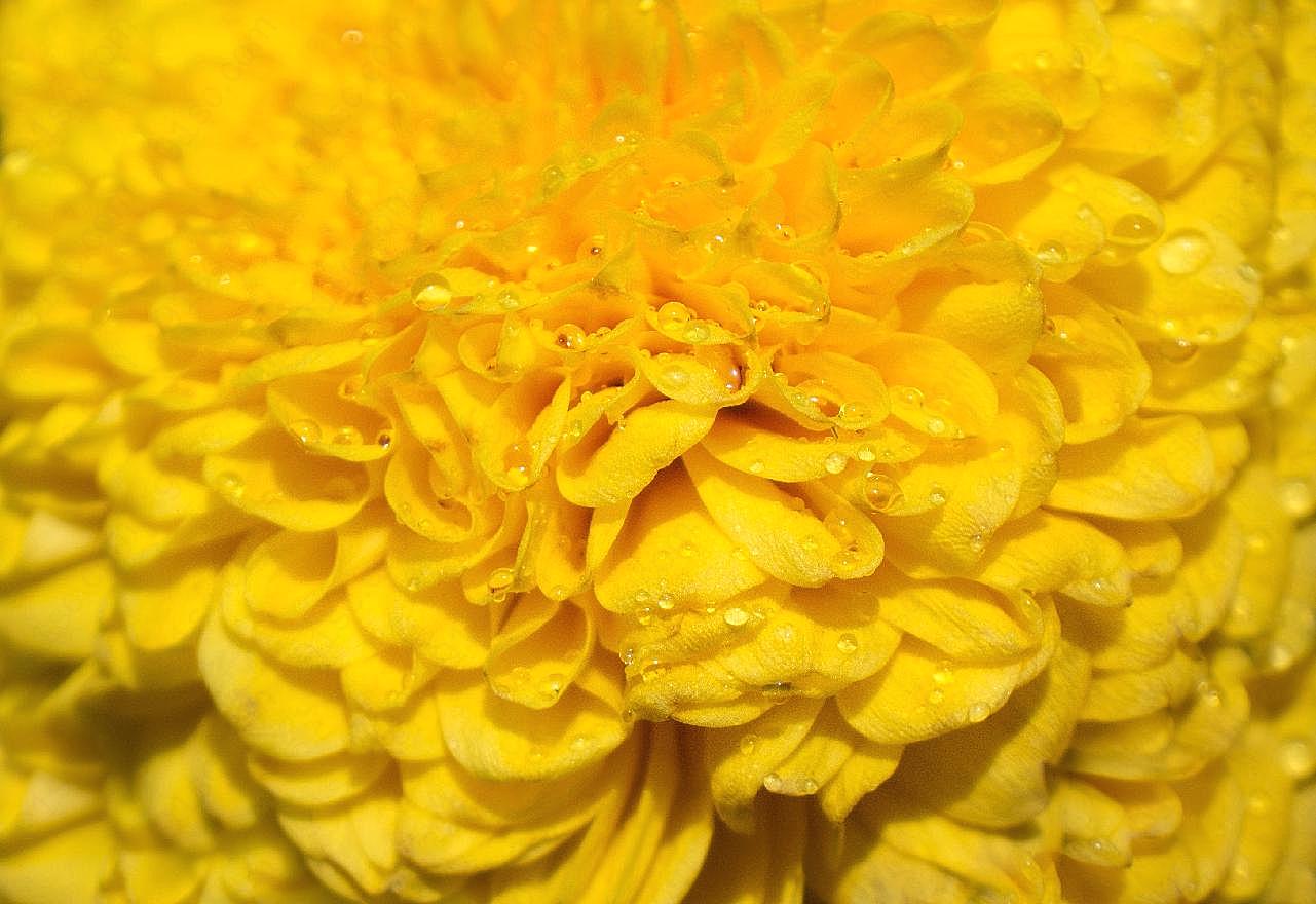 微距壁纸菊花