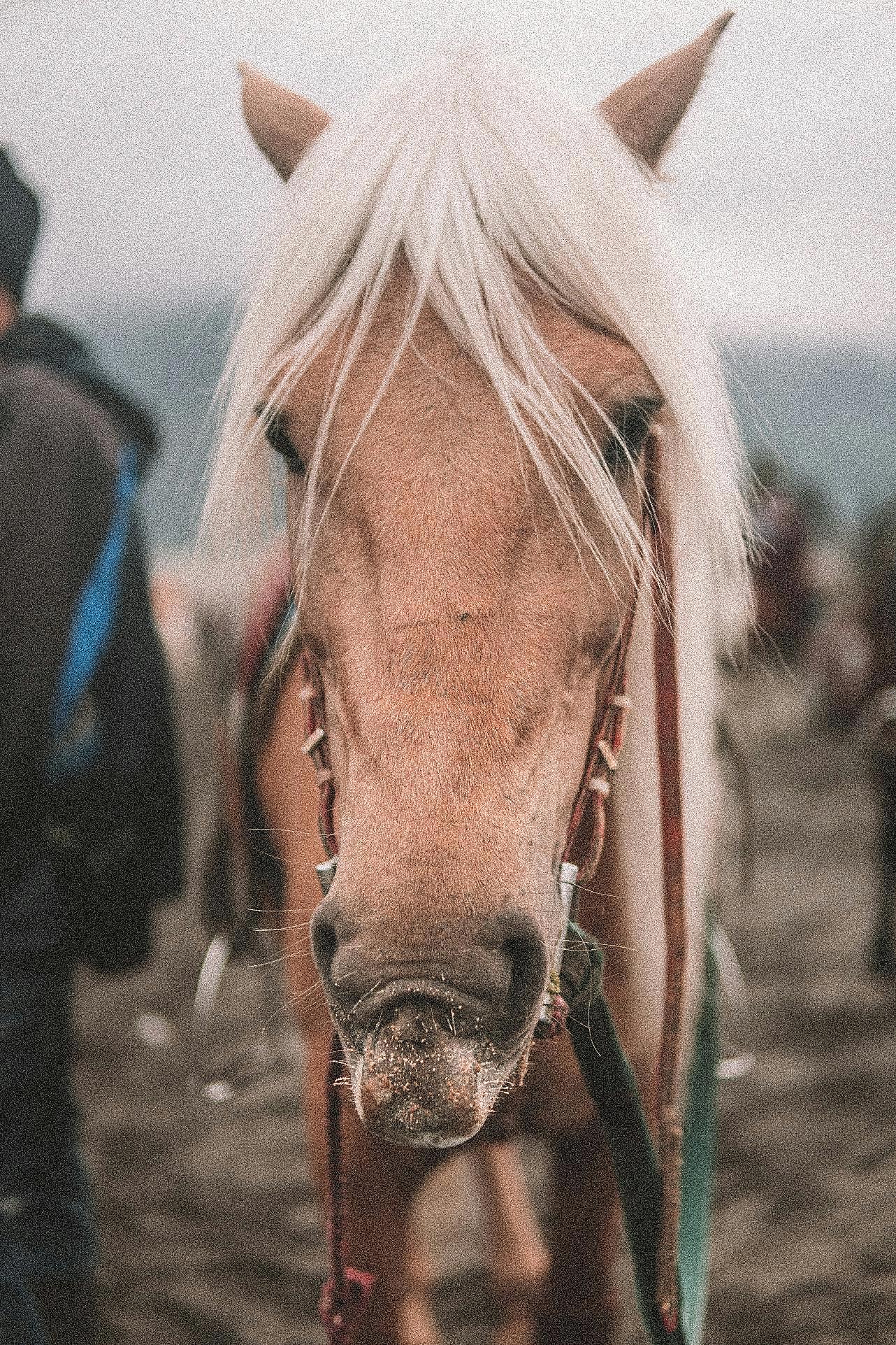 骏图片素材马