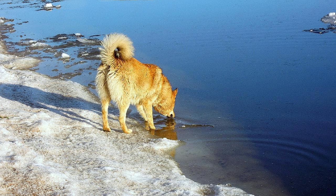 金毛犬河水图片狗