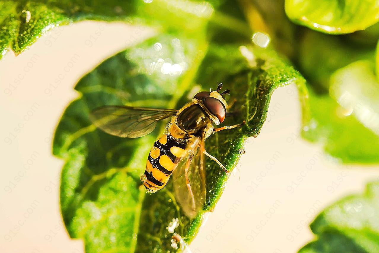 微距蜜蜂图片昆虫