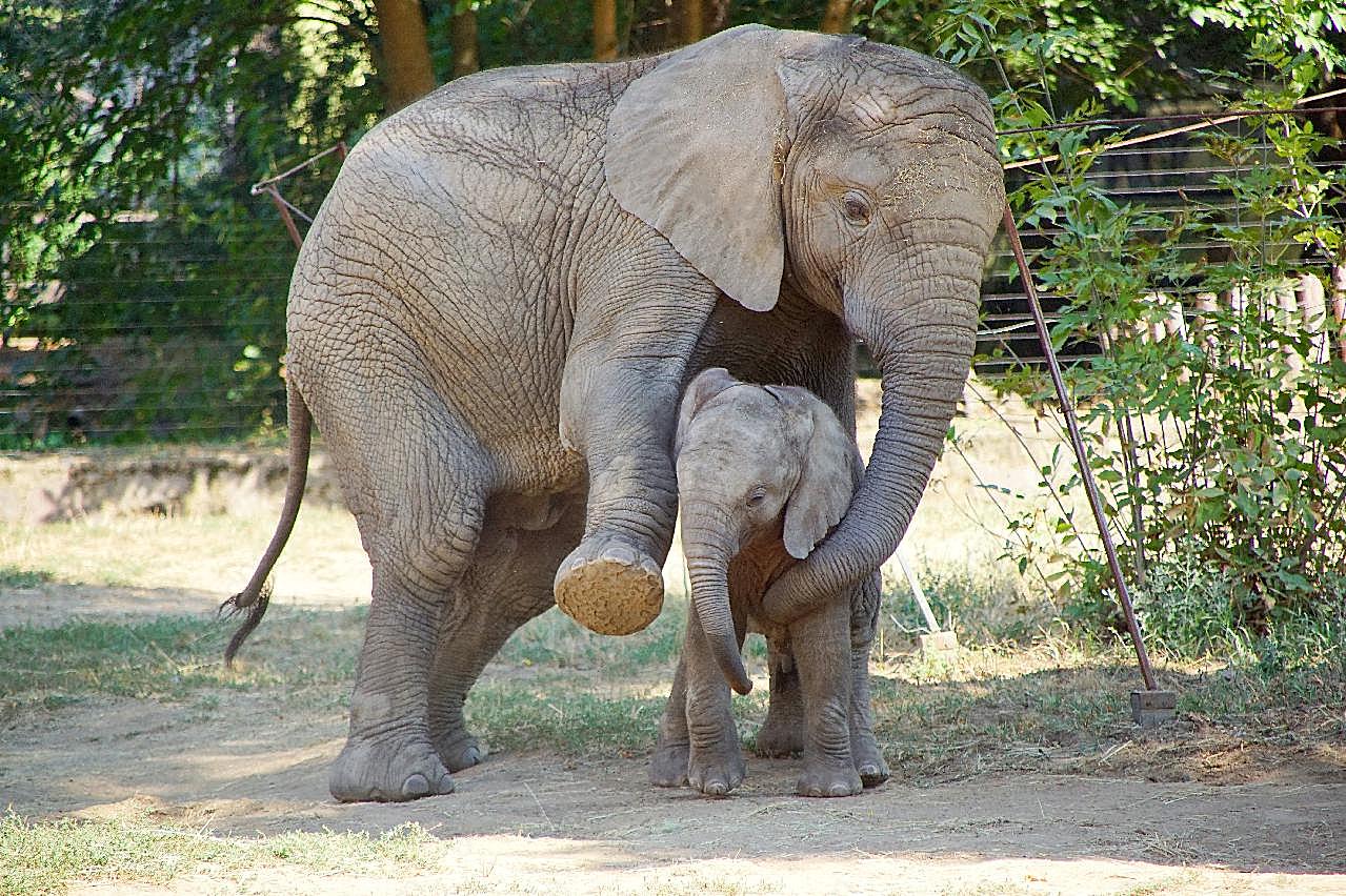 非洲大象小象图片高清摄影