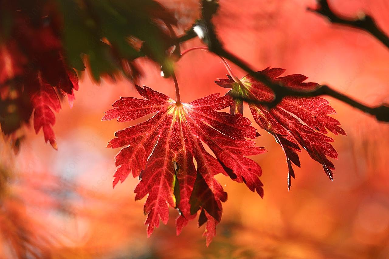 秋天叶子图片摄影