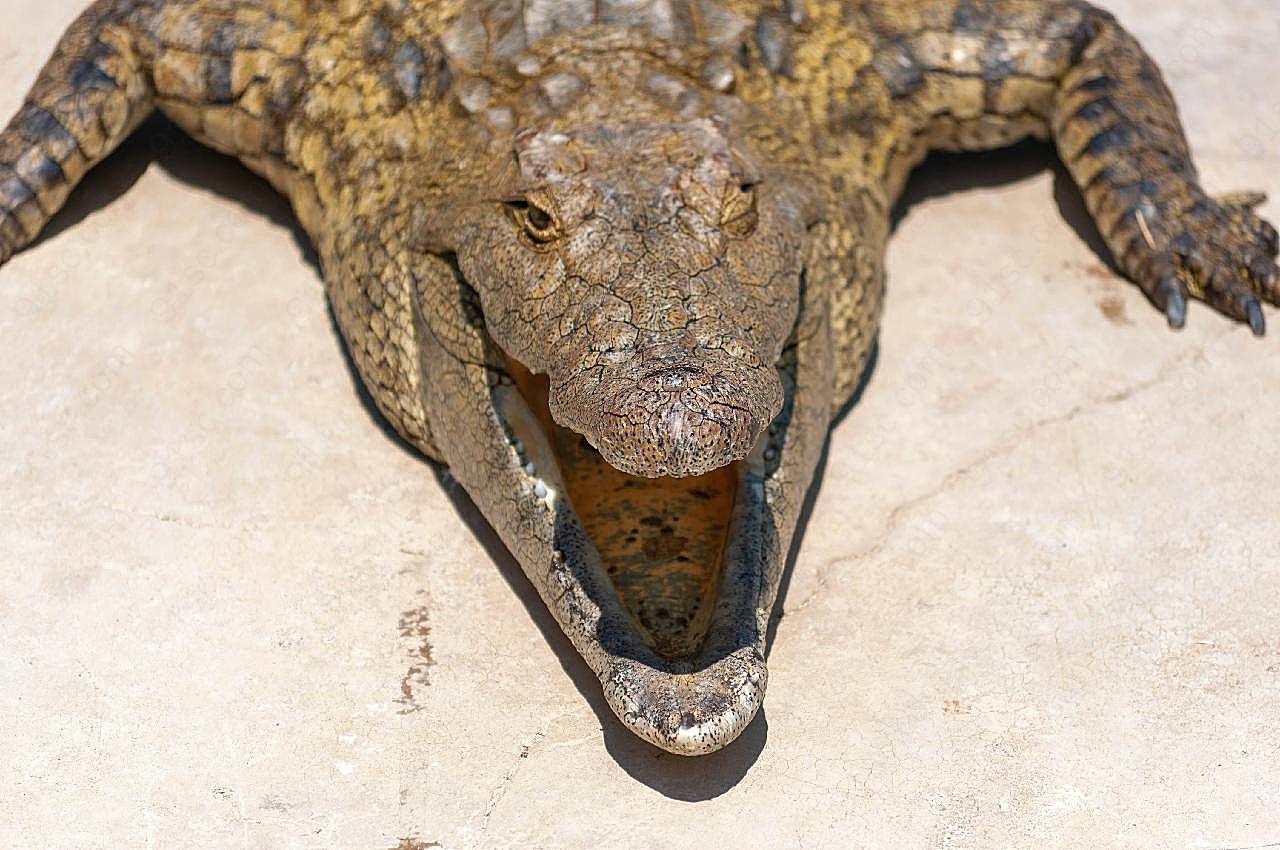 怪异鳄鱼张大嘴巴图片爬行动物