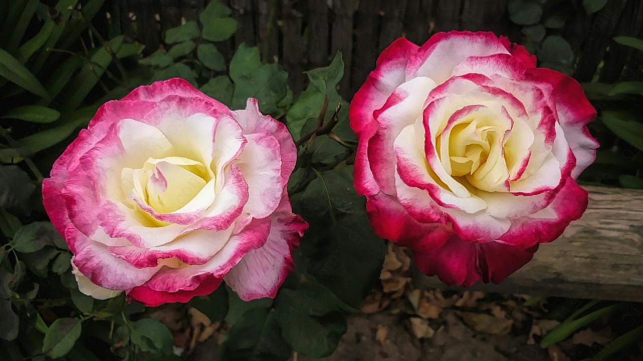 两朵绽放图片玫瑰花