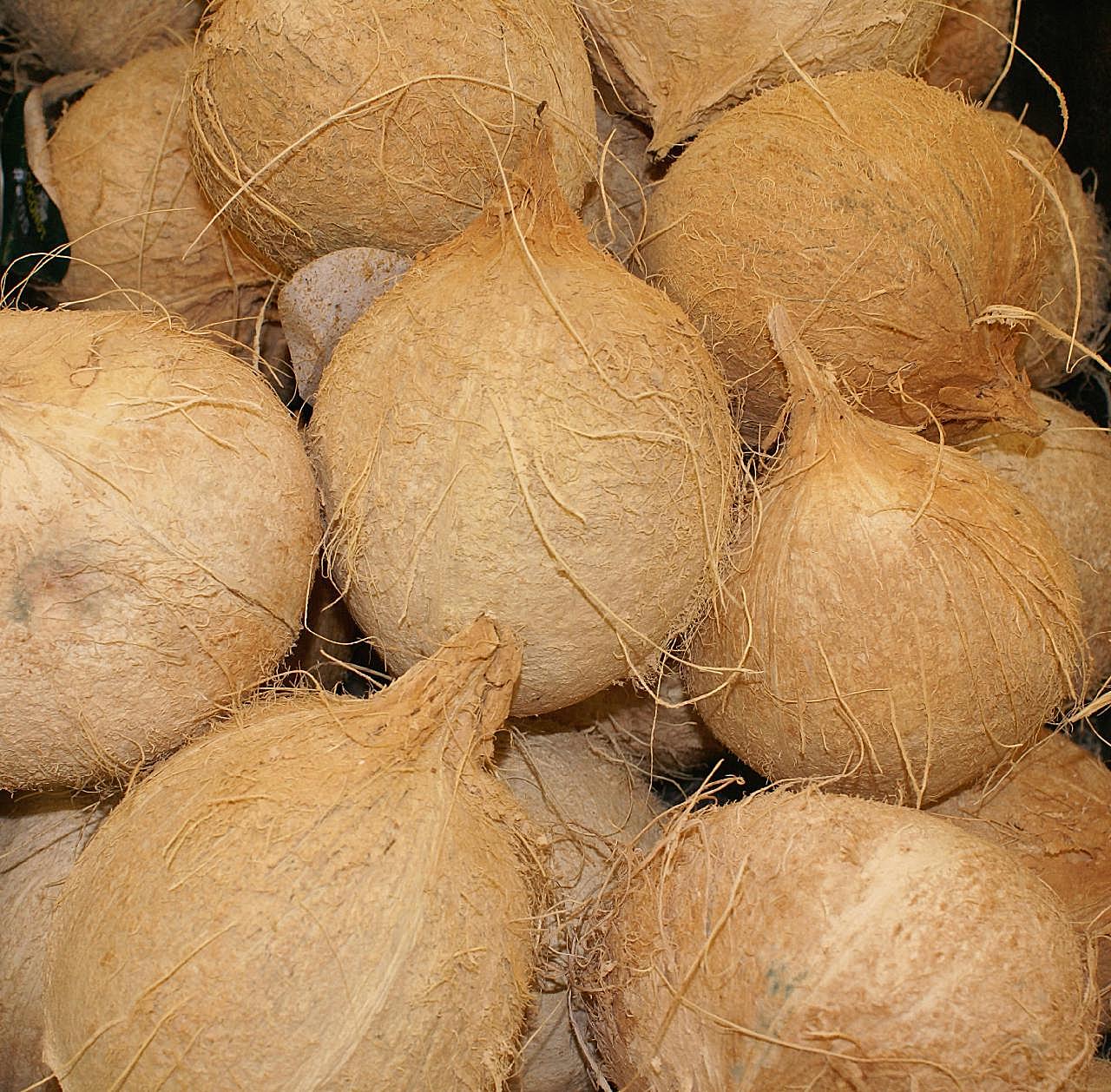 高清椰子图片下载生物