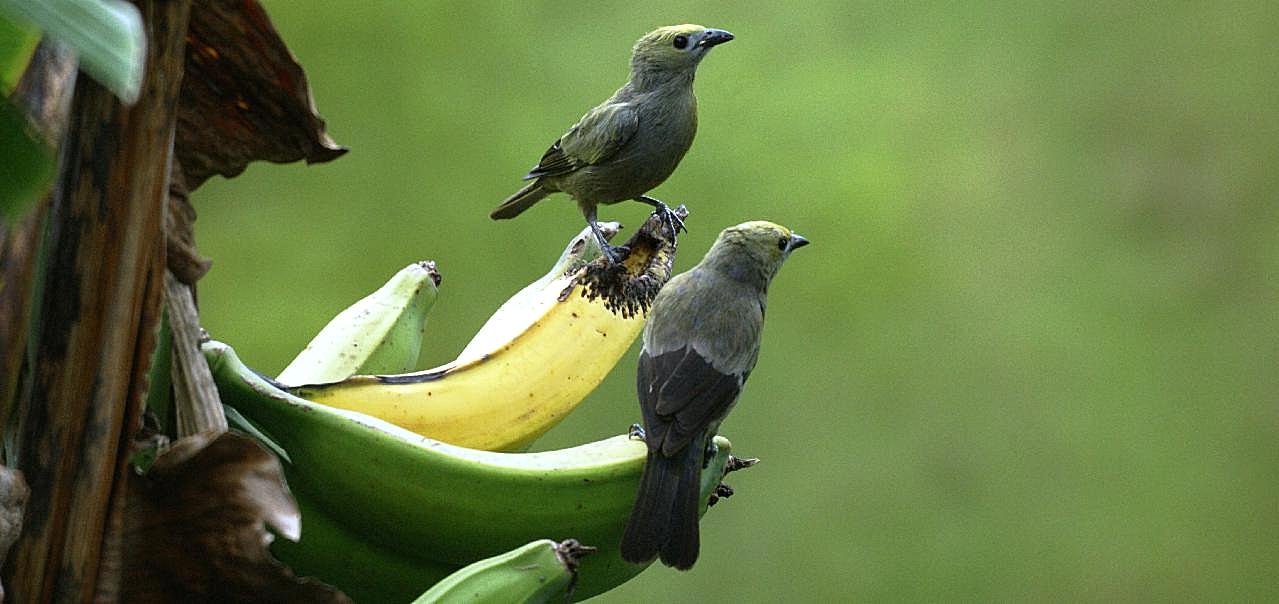 香蕉上的情侣小鸟图片飞禽世界
