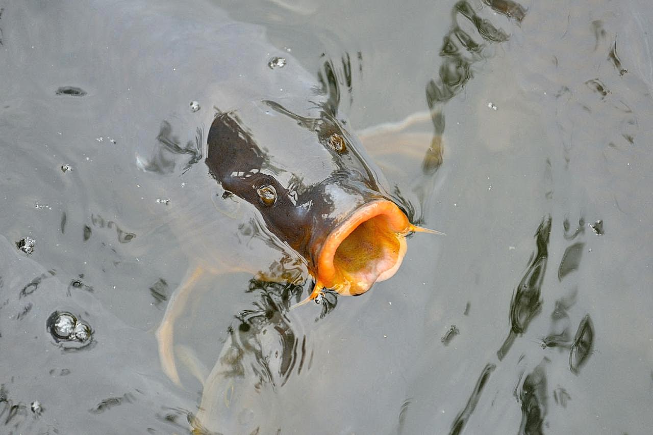 张着嘴的锦鲤图片鱼
