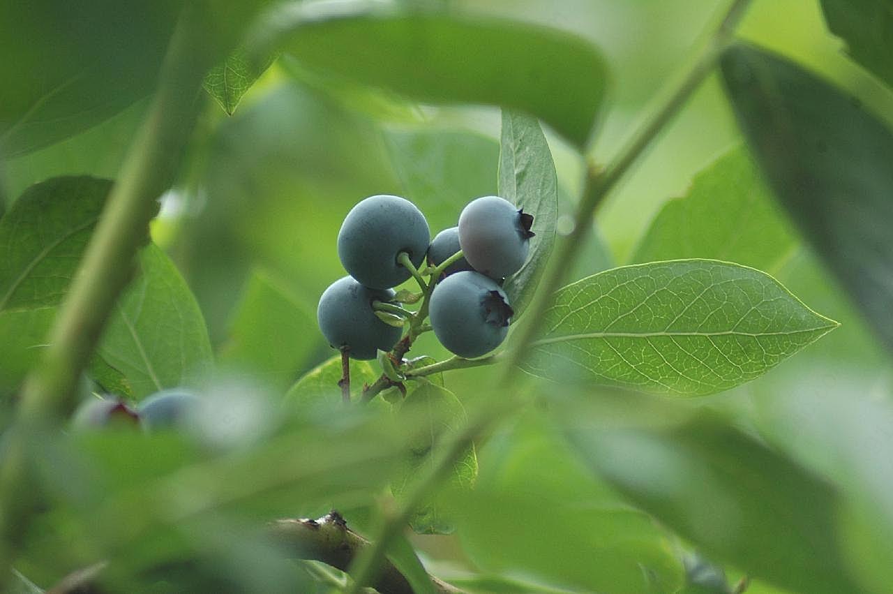 蓝莓果摄影图片生物