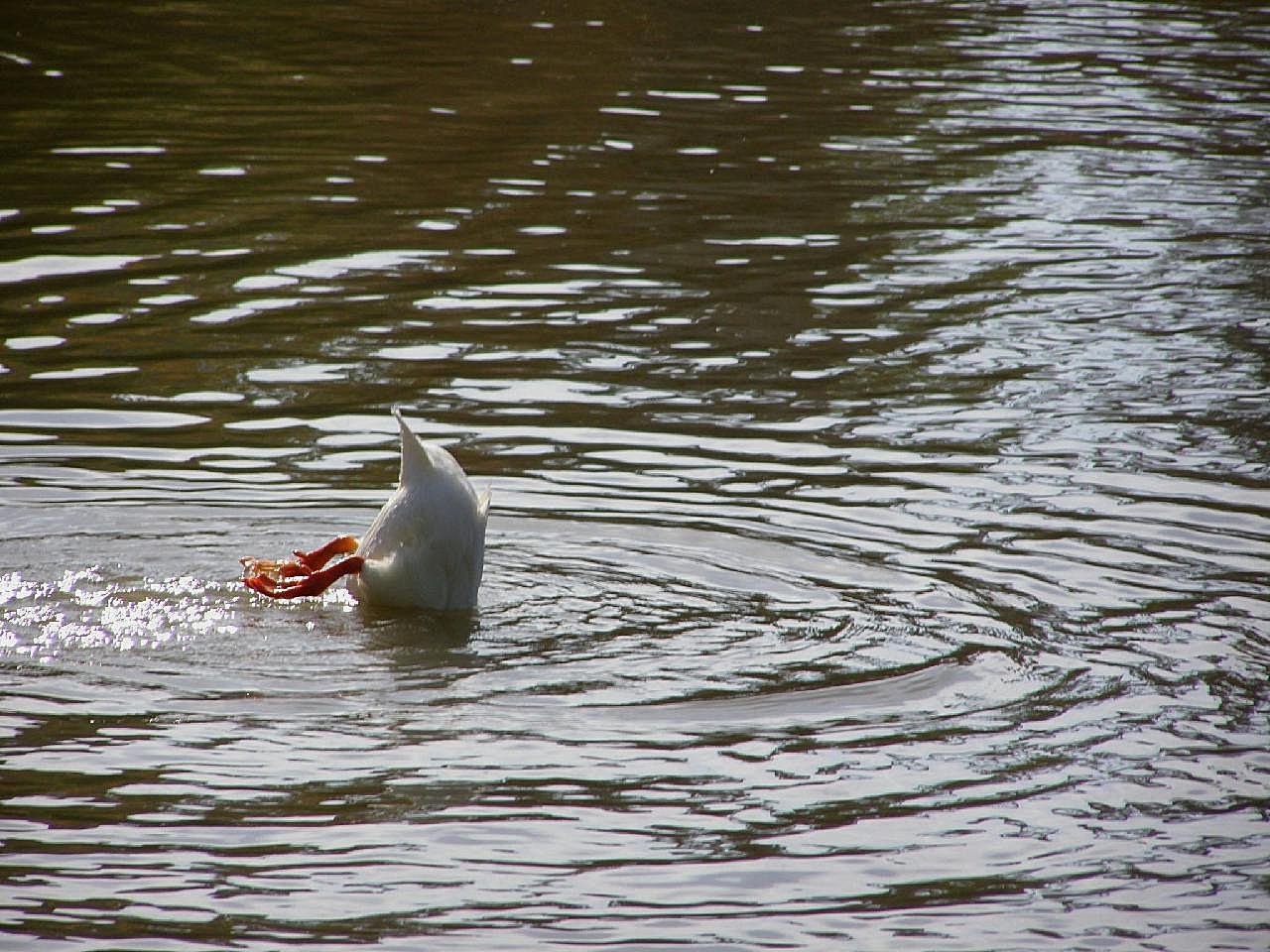 湖中戏水鸭子图片高清