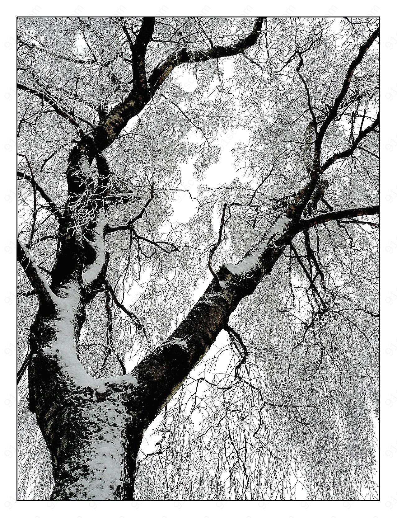 冬天结冰树木图片自然