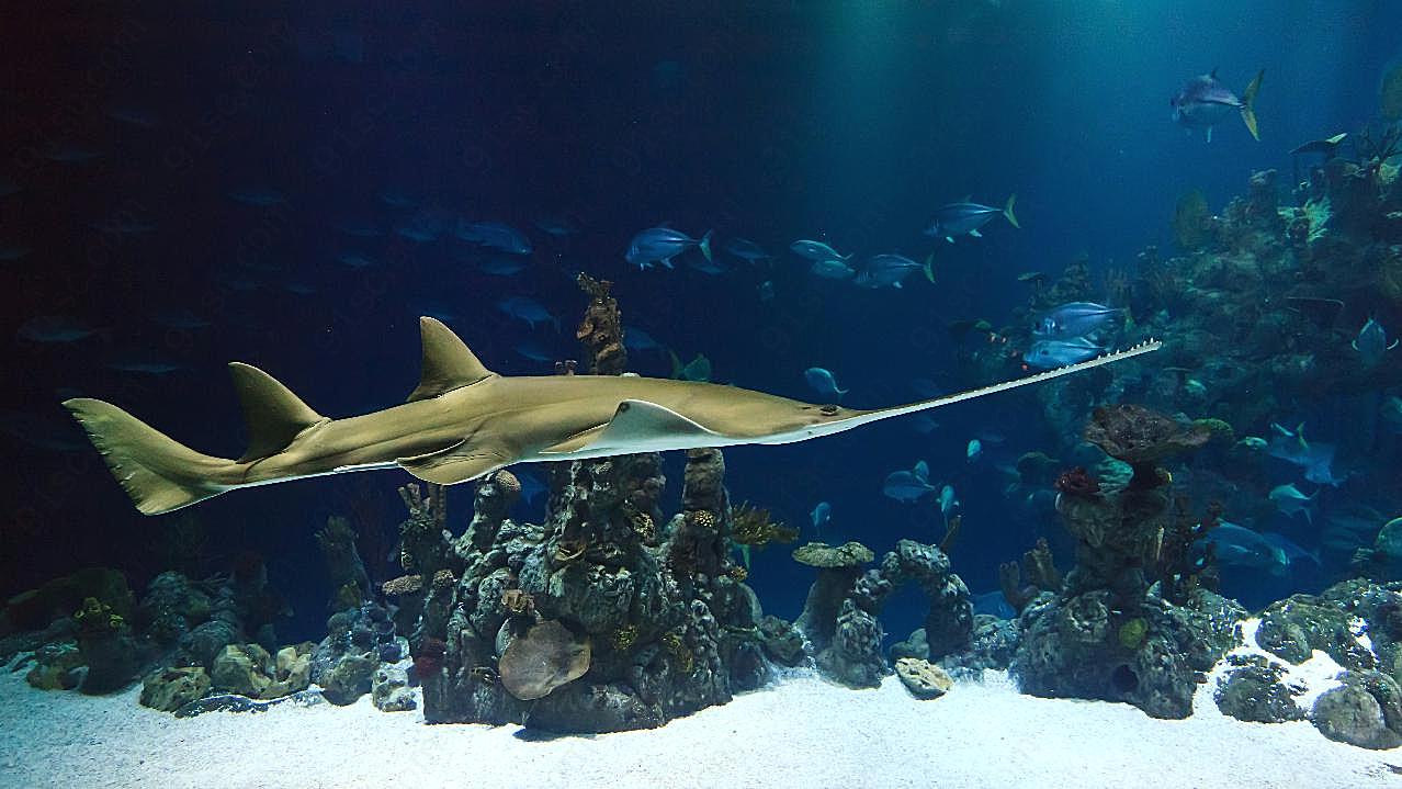 深海鲨图片高清摄影