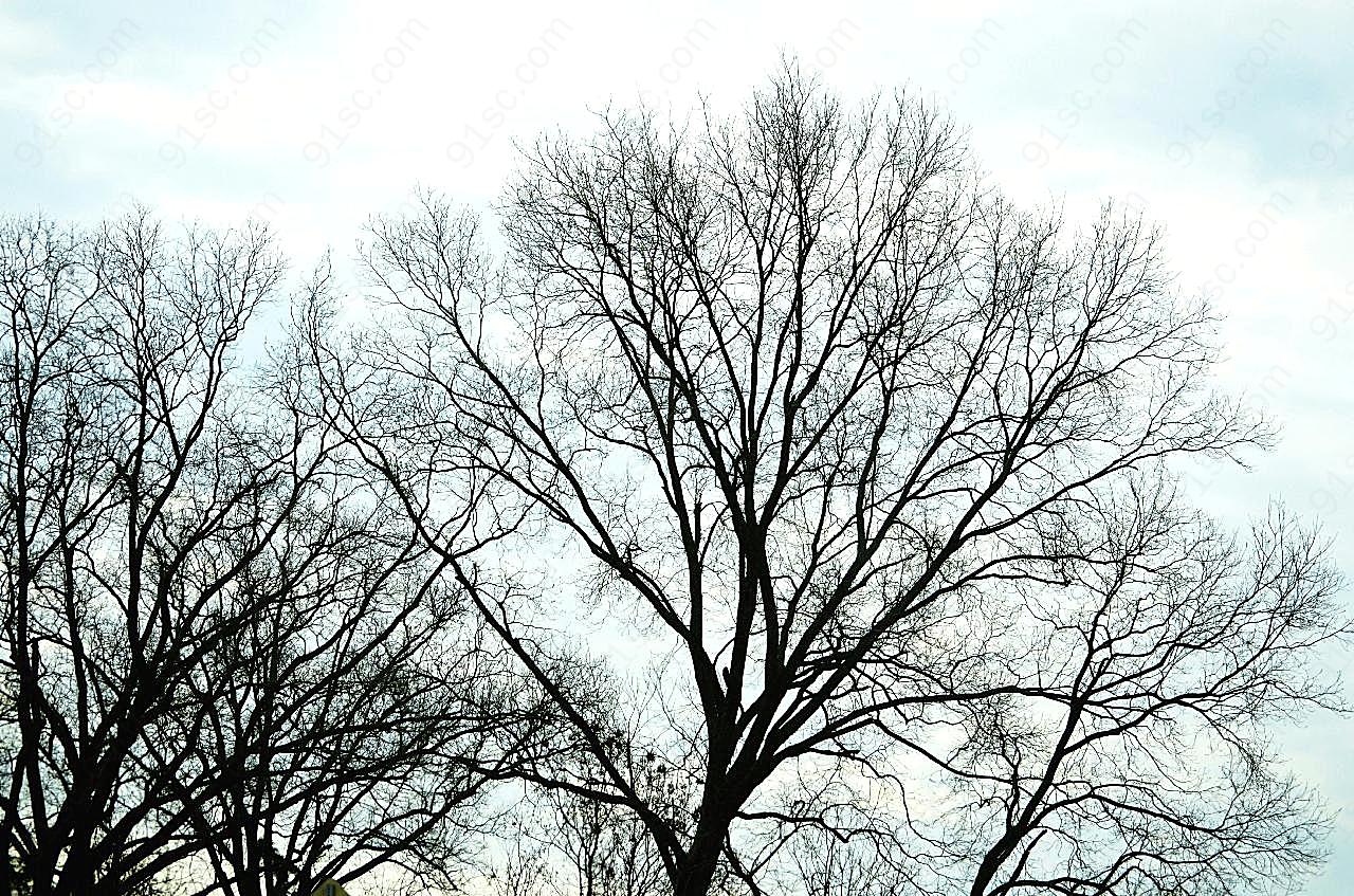光秃秃的树自然风景高清摄影