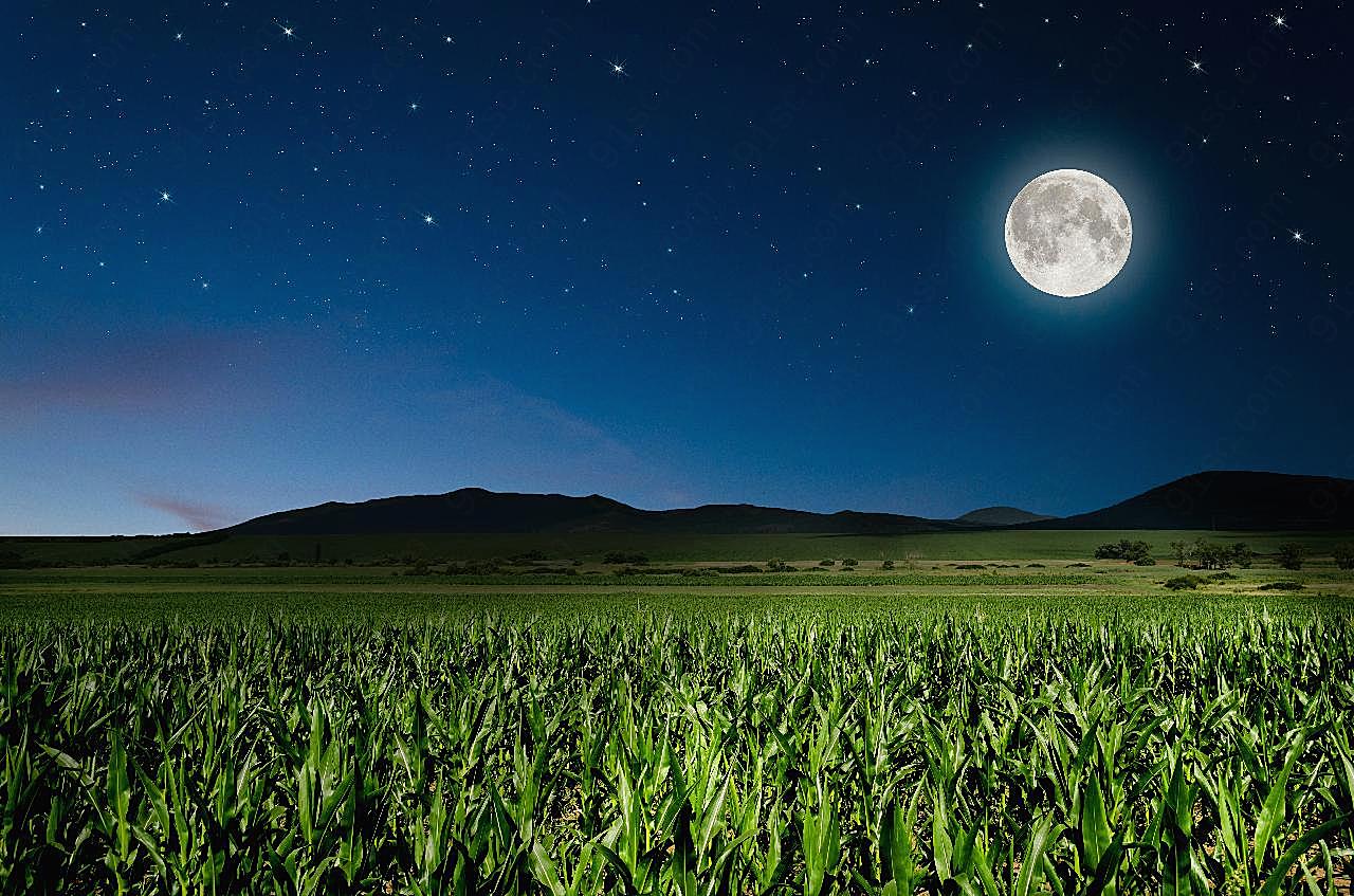 夜空圆月与玉米地作物图片自然风景
