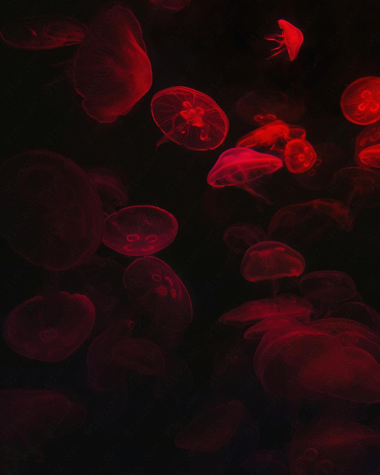 发光透明水母图片摄影