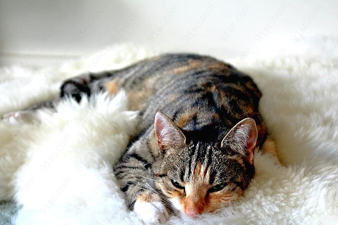 趴在地毯上的猫高清生物