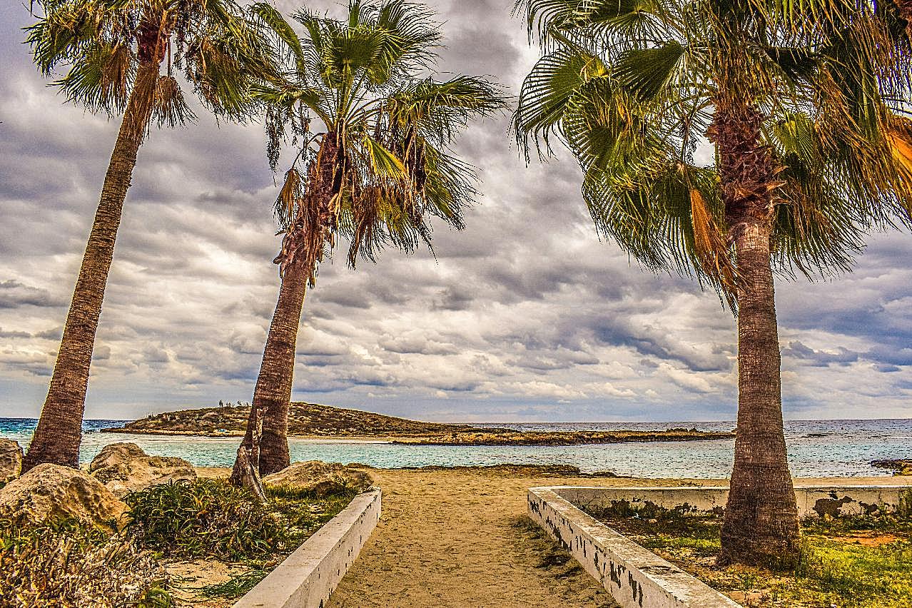 塞浦路斯海滩棕榈树图片树林