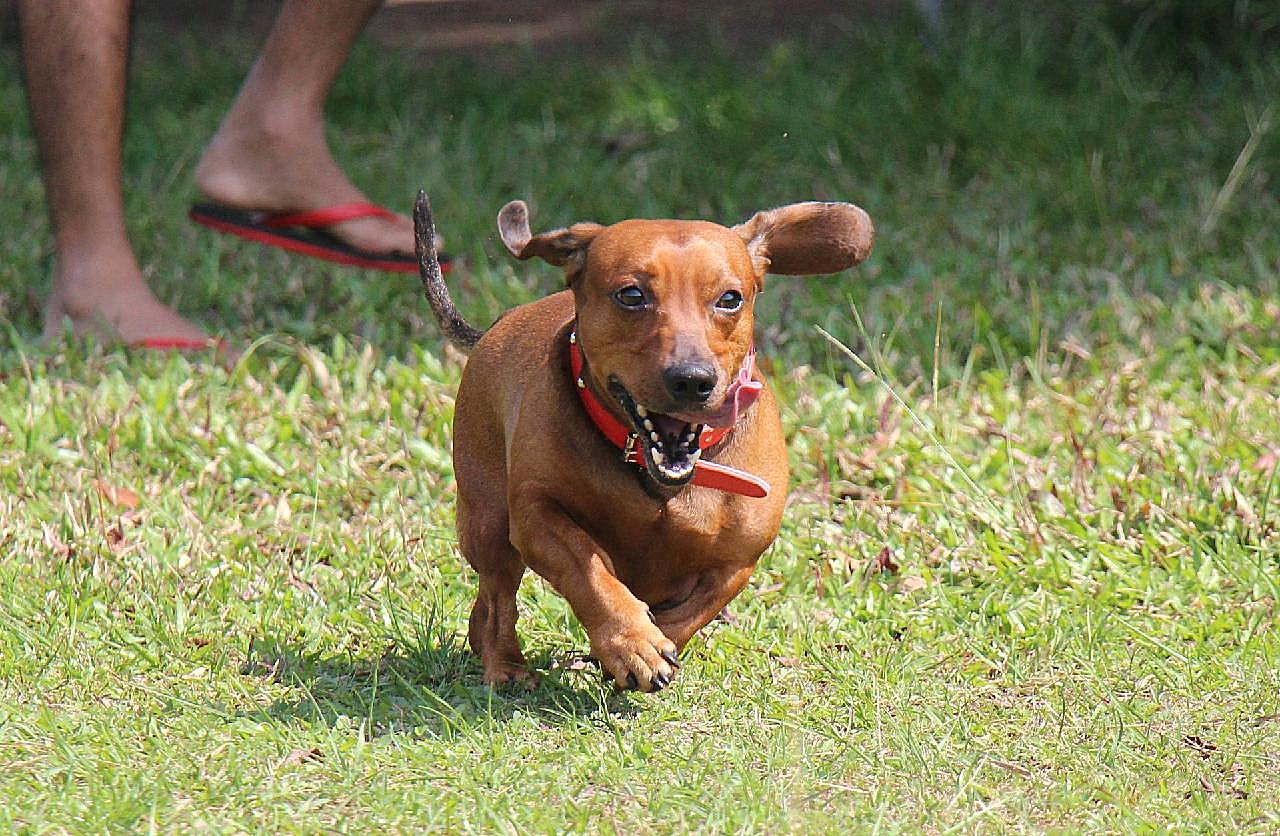 腊肠犬图片大全狗