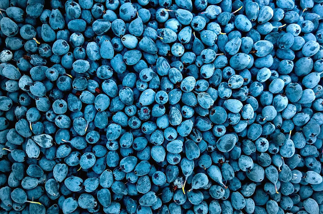 新鲜蓝莓浆果图片水果