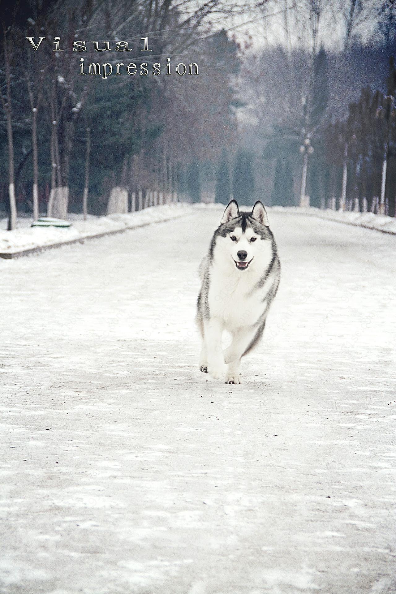 哈士奇雪橇犬图片摄影