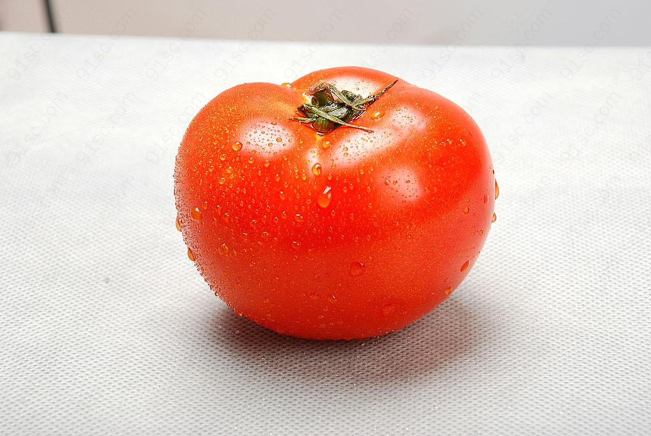 西红柿生物