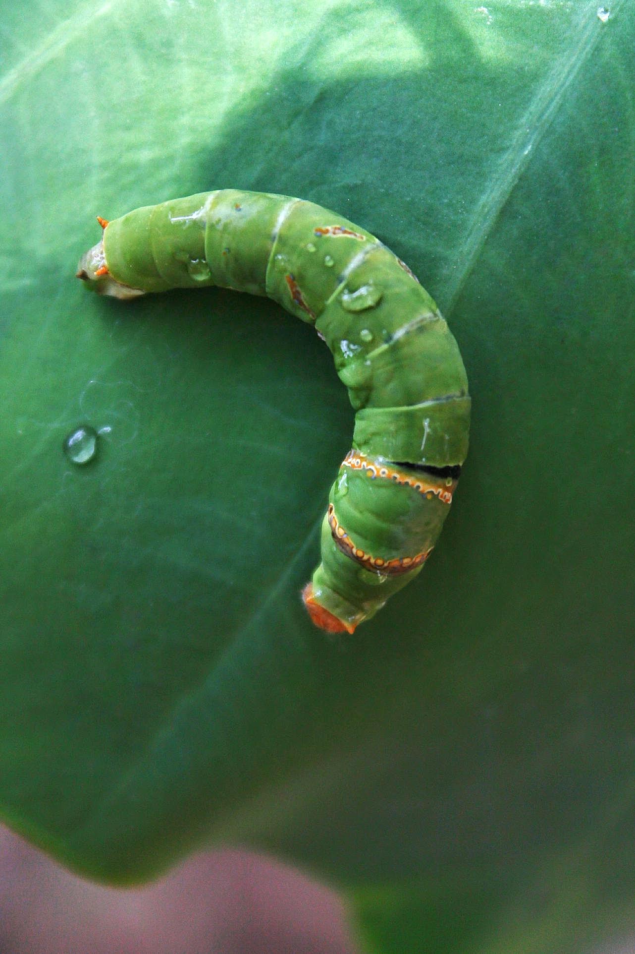 图片生物摄影