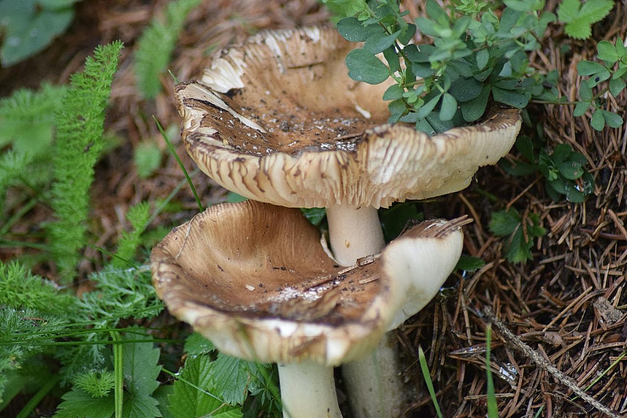 野生真菌菇图片蘑菇