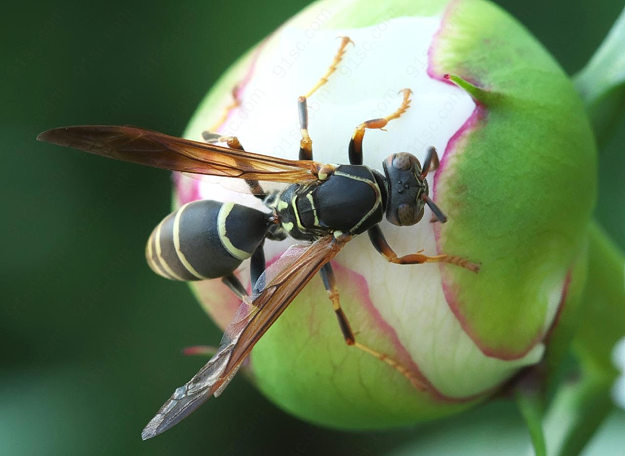 一只毒蜜蜂图片摄影生物