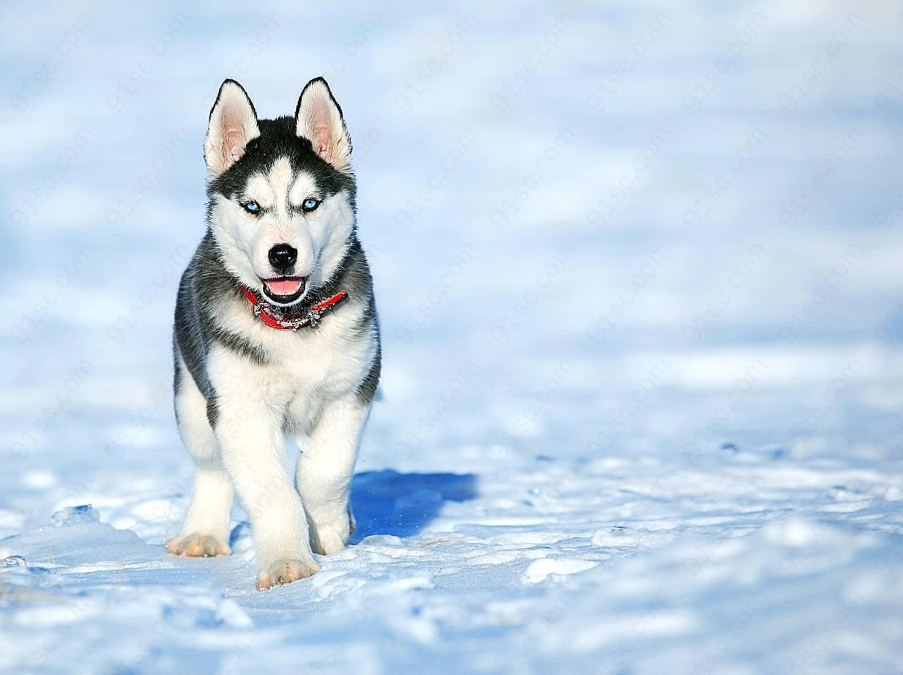 雪橇犬图片摄影