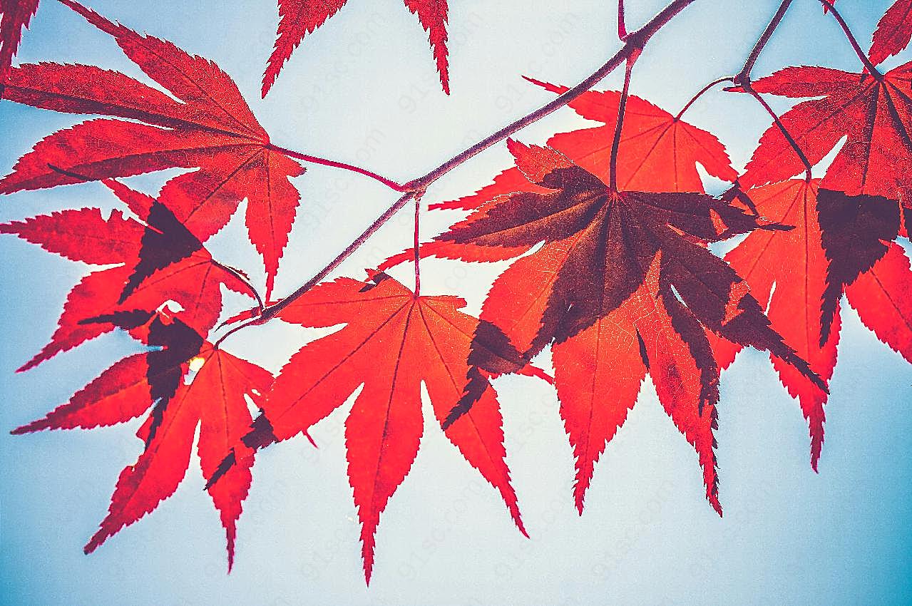 秋天火红图片枫叶