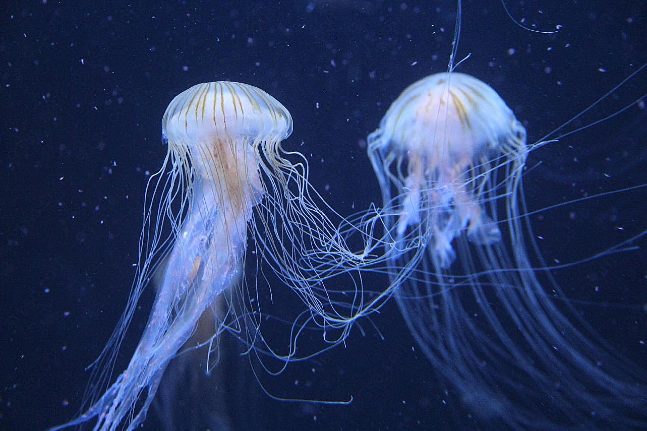 水母生物世界高清摄影