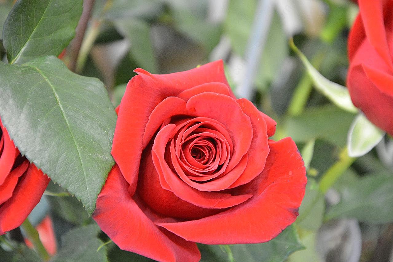 情人节漂亮红玫瑰图片生物高清