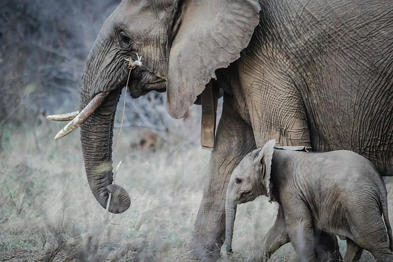 荒野大象小象生物世界高清摄影