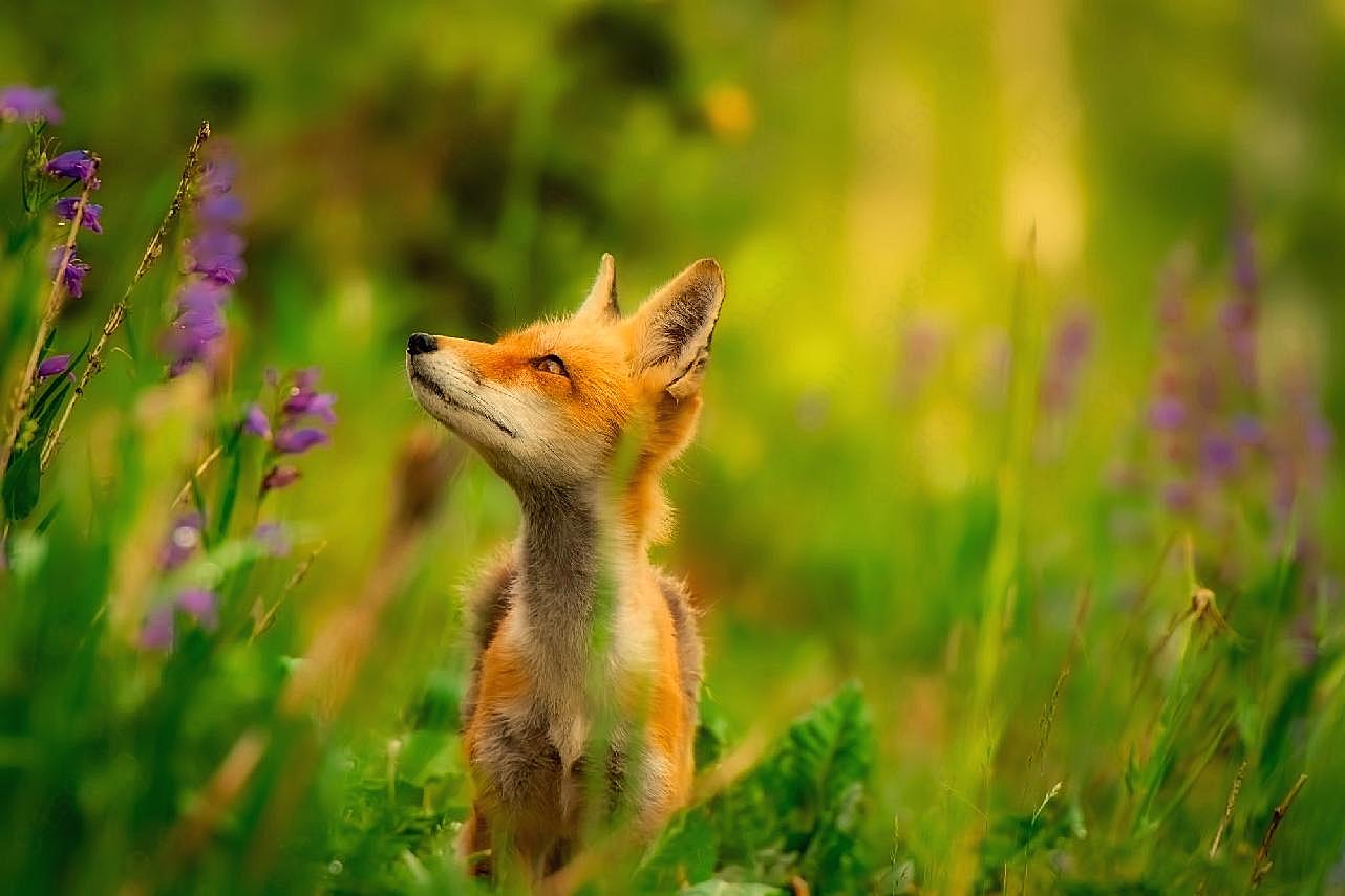 可爱狐狸高清摄影