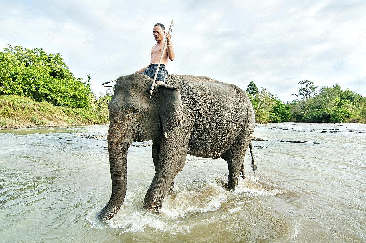 曼谷大象图片摄影