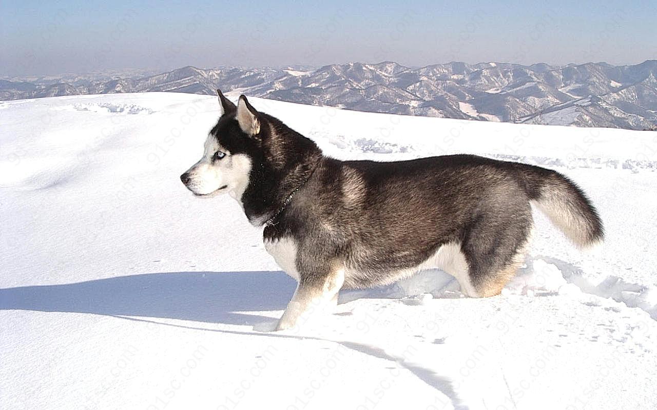 阿拉斯加雪橇犬图片摄影