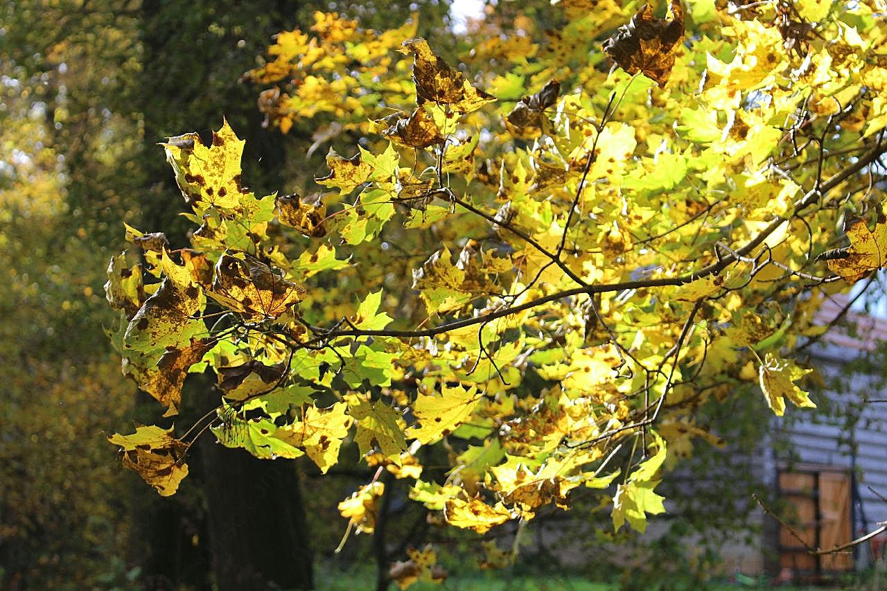 阳光下金黄叶子图片树叶