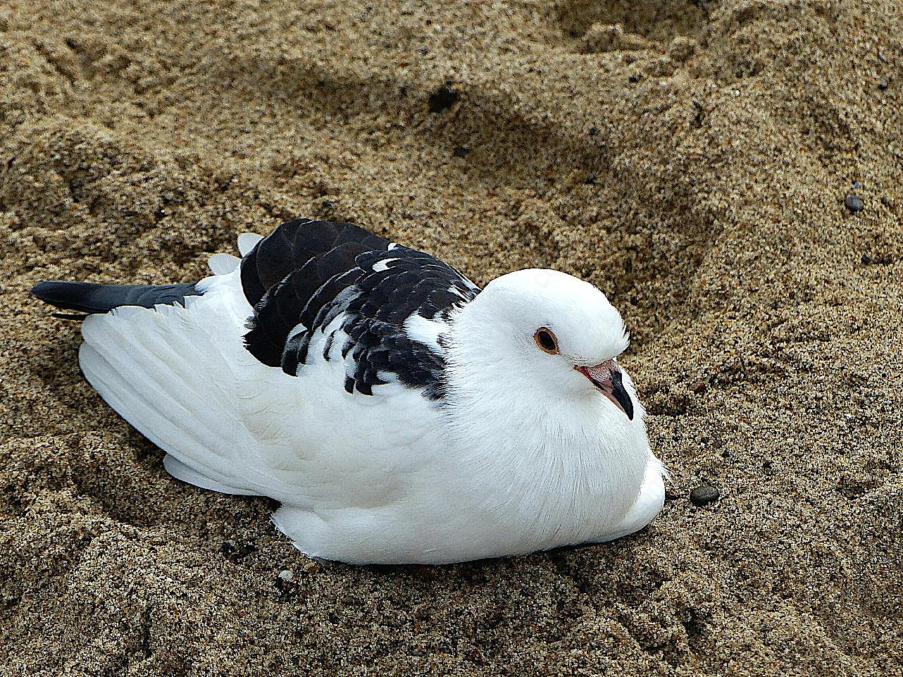 海滩上海鸥休息图片摄影