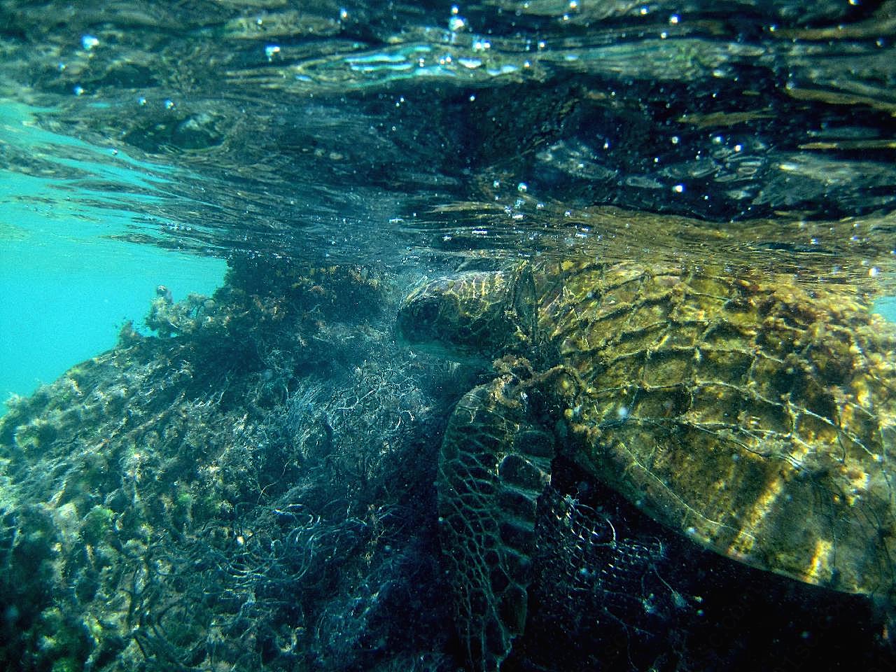 高清海龟图片摄影