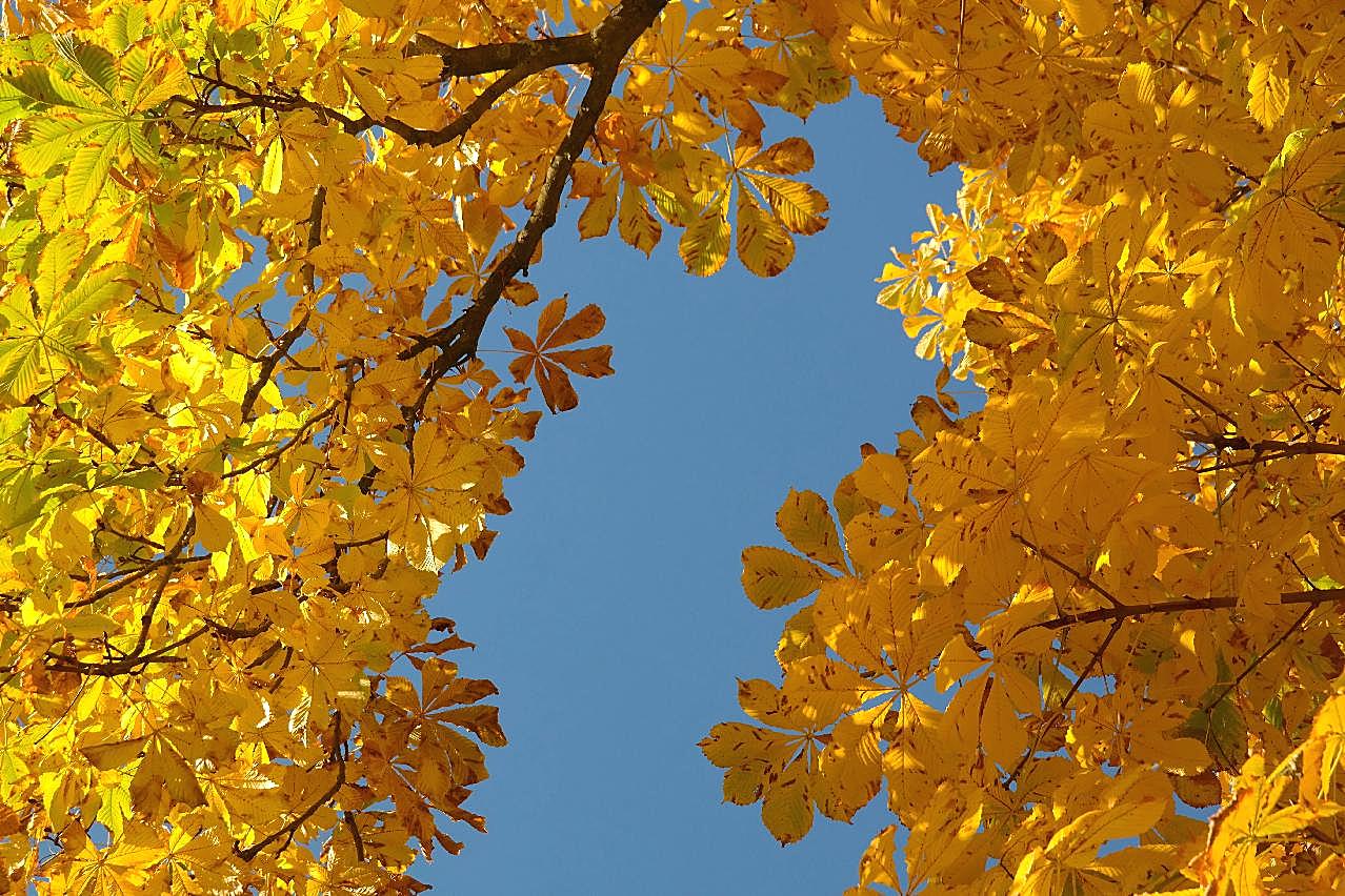 秋天树木黄叶图片高清