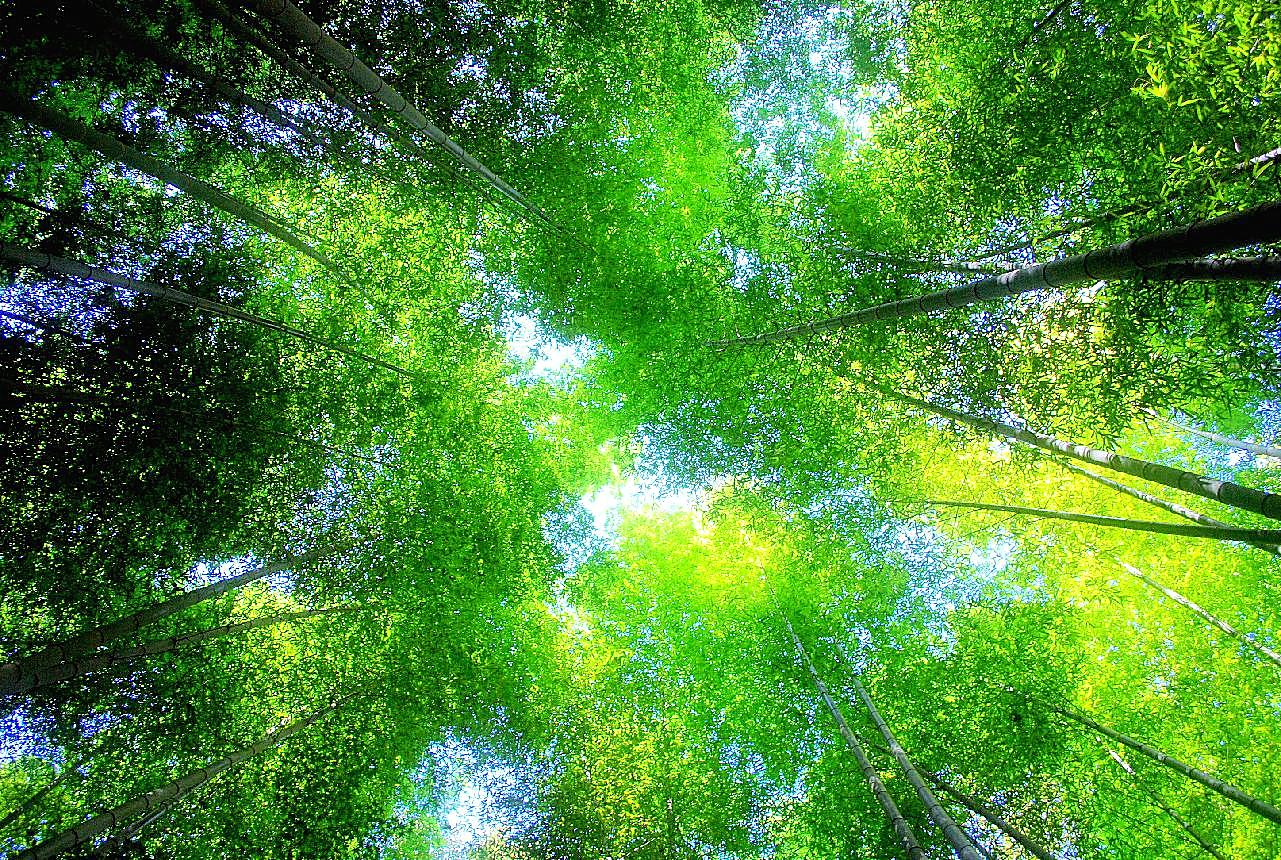 竹林风光素材图片下载风景景观