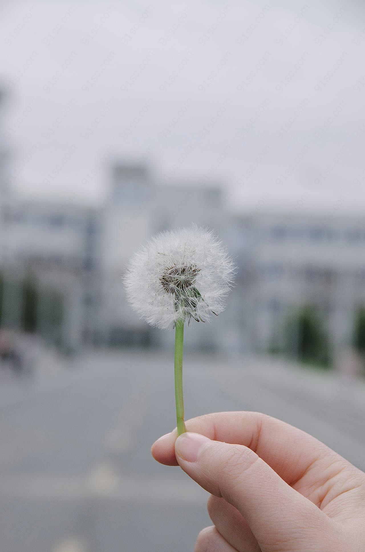 静物蒲公英图片高清