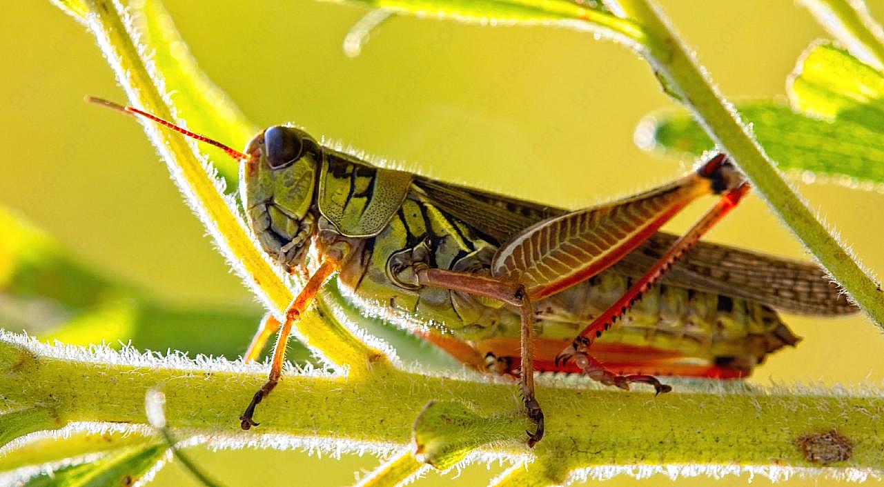 蚂蚱蝗虫图片昆虫