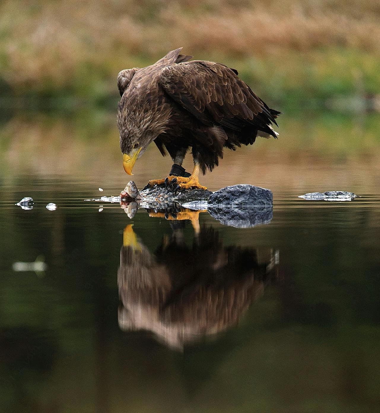 老鹰水中觅食图片高清