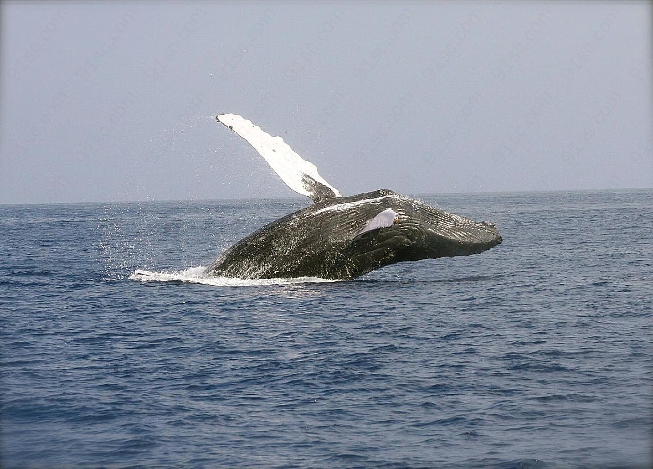 海洋大鲸鱼图片海洋生物