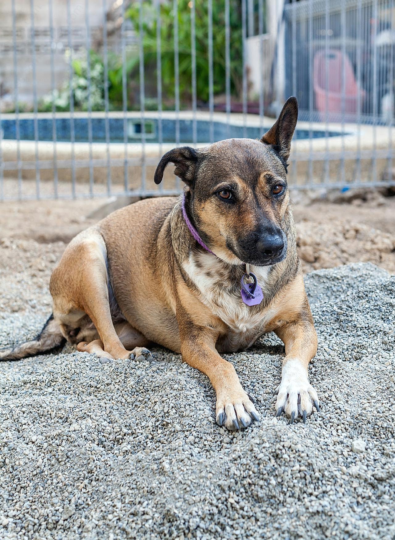 趴在地上的牧羊犬图片摄影