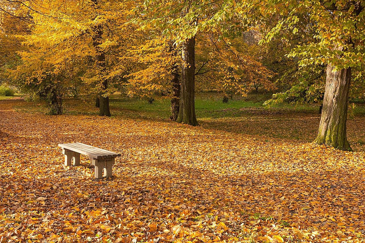 金色的秋天图片风景高清
