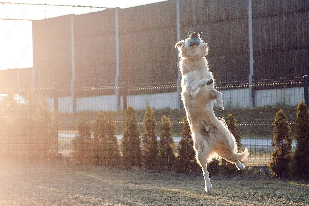 金毛猎犬高跳图片摄影