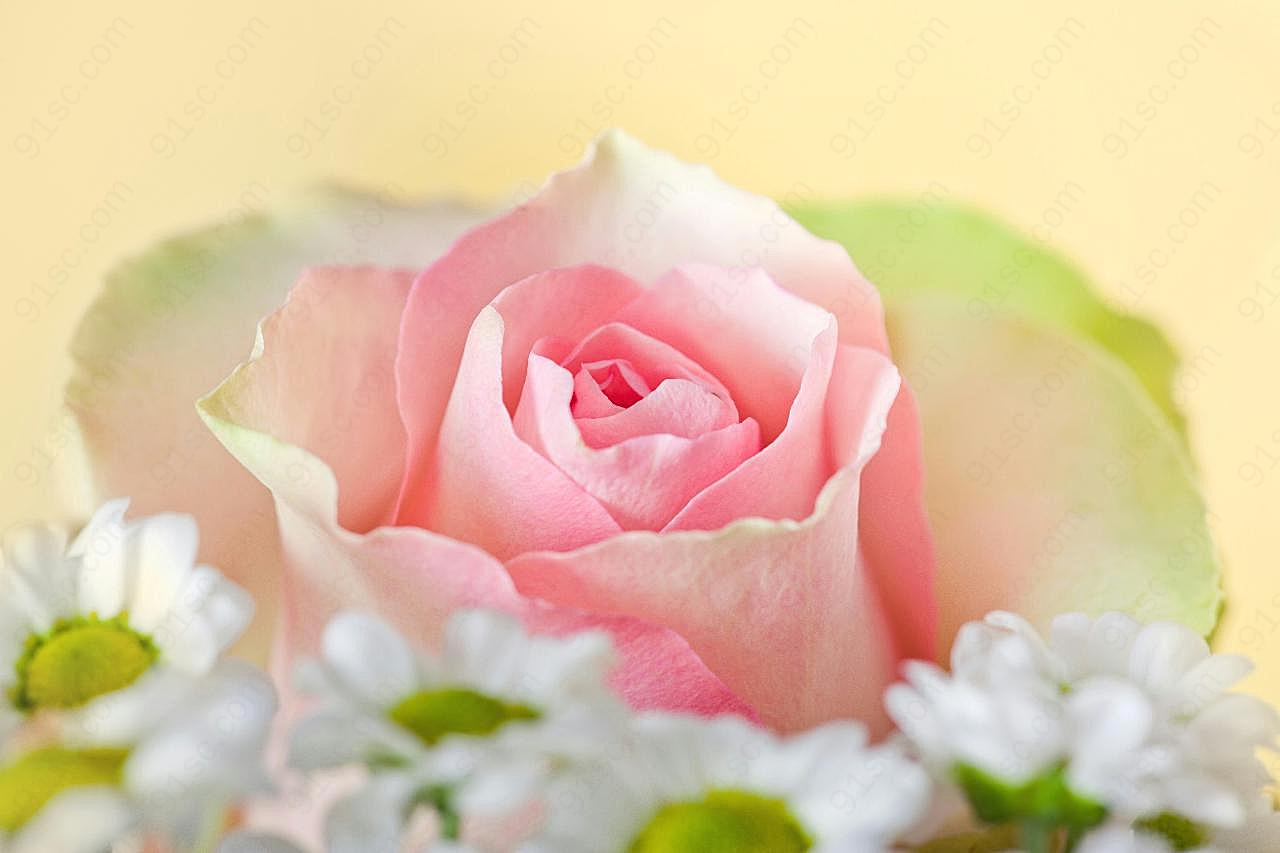 高清粉红玫瑰图片下载摄影
