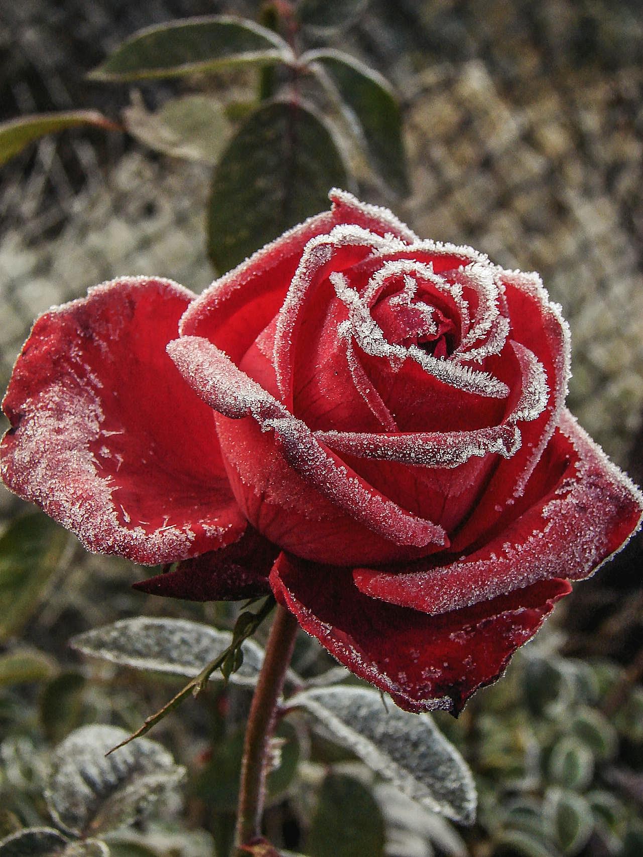 结霜的红玫瑰图片高清