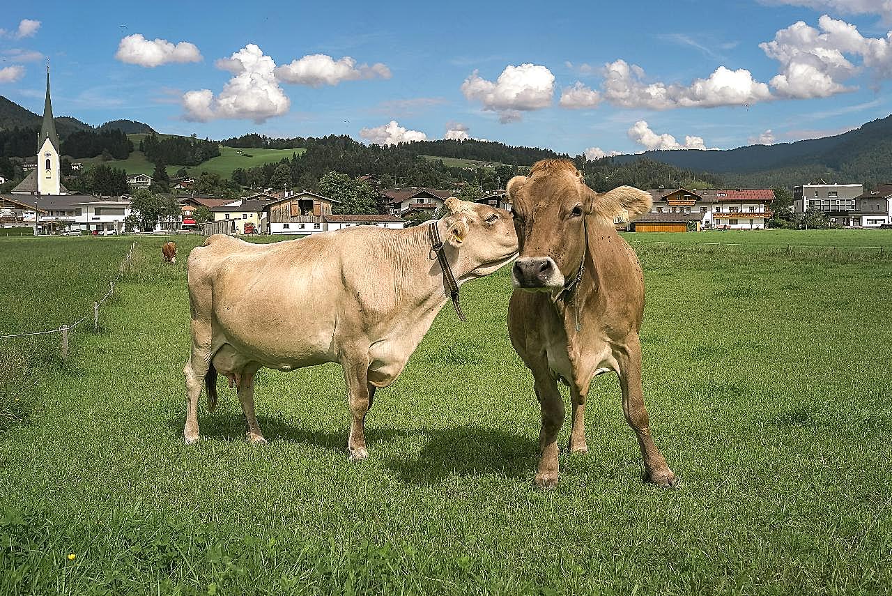 瑞士奶牛图片摄影高清